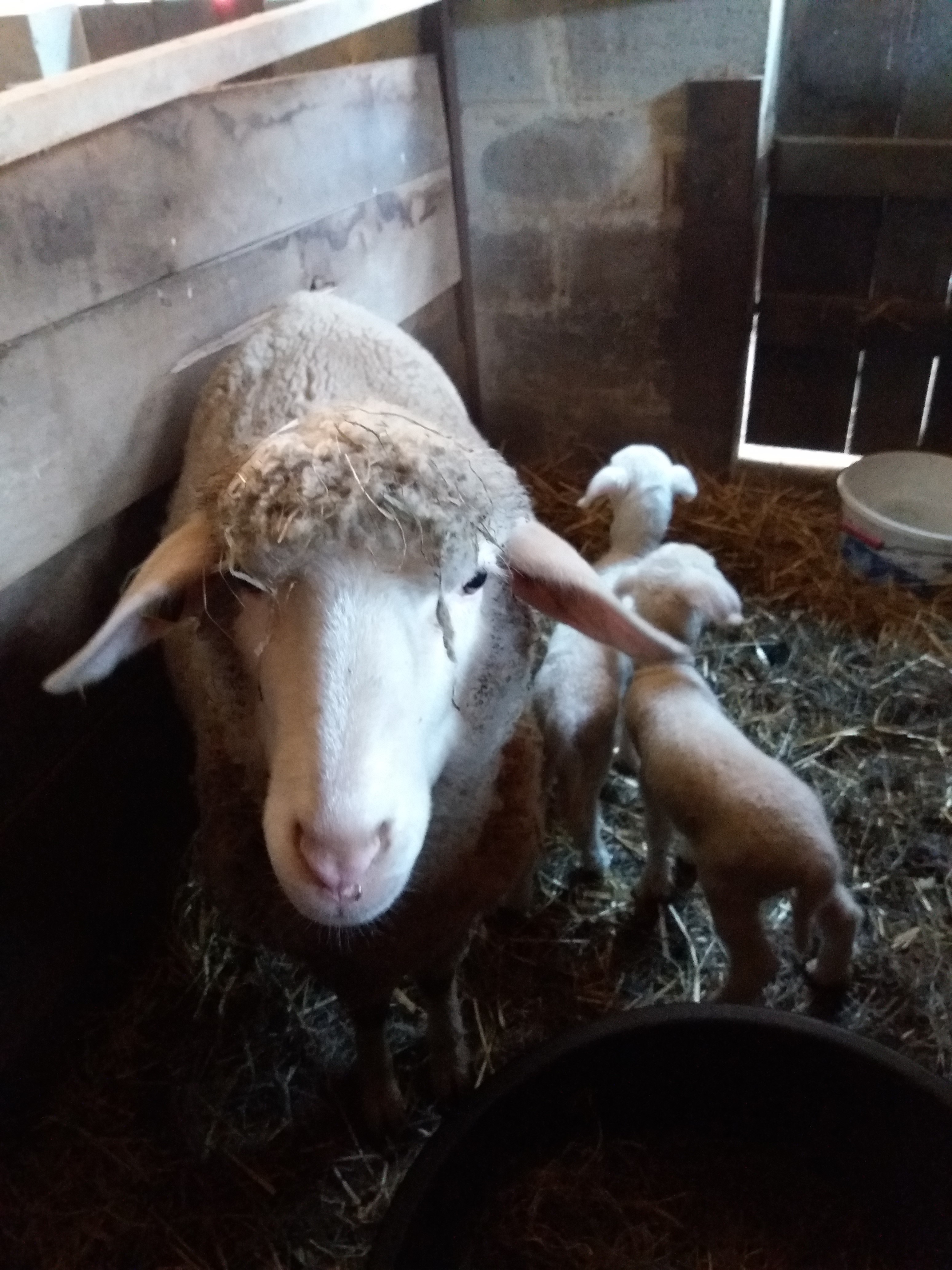 Bed and Bedot | Gîte chaleureux de 4 personnes à Fauvillers en bordure de Fôret d'Anlier - Luxembourg