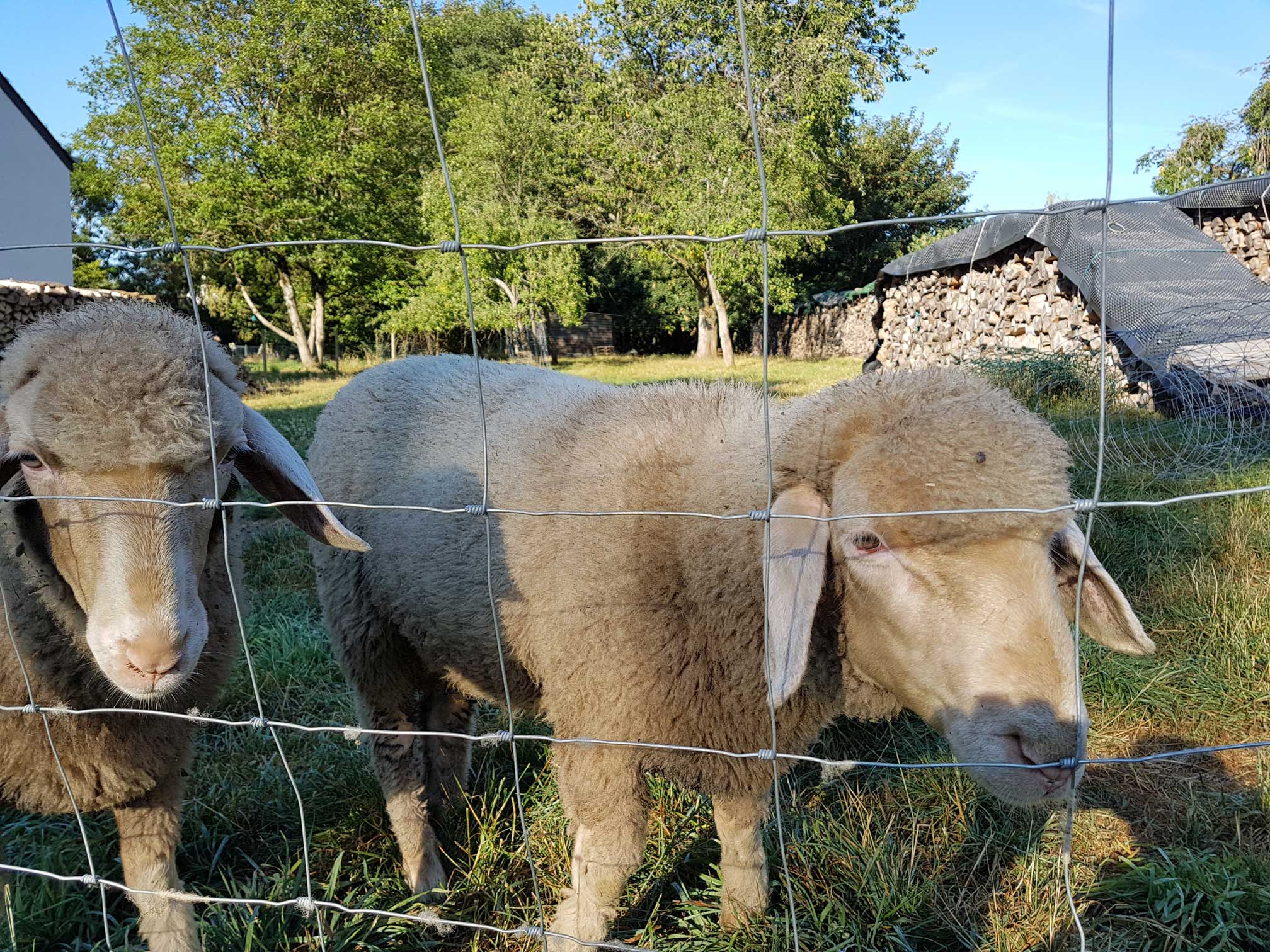 Bed and Bedot | Gîte chaleureux de 4 personnes à Fauvillers en bordure de Fôret d'Anlier - Luxembourg