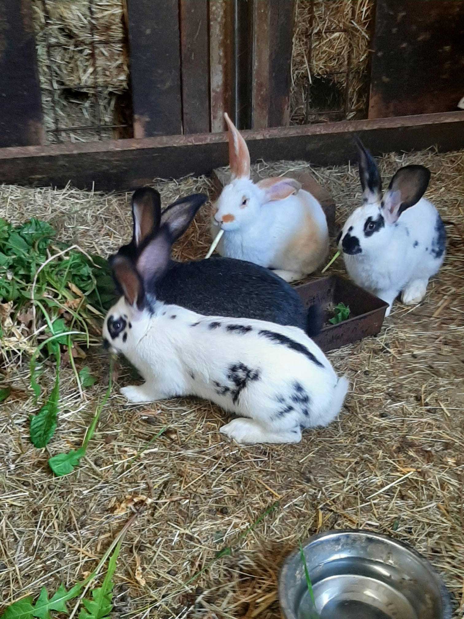 Bed and Bedot | Gîte chaleureux de 4 personnes à Fauvillers en bordure de Fôret d'Anlier - Luxembourg