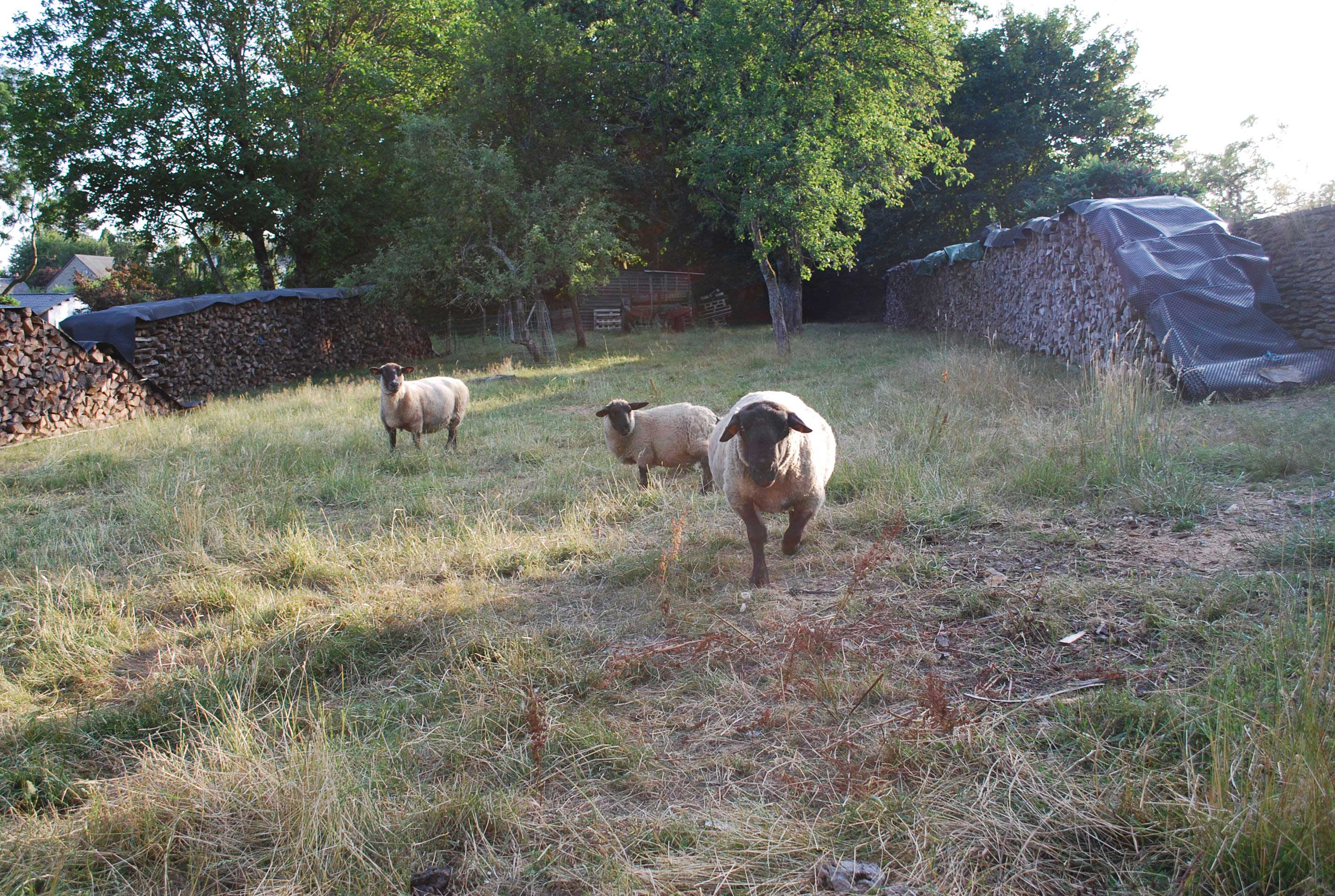 Bed and Bedot | Gîte chaleureux de 4 personnes à Fauvillers en bordure de Fôret d'Anlier - Luxembourg