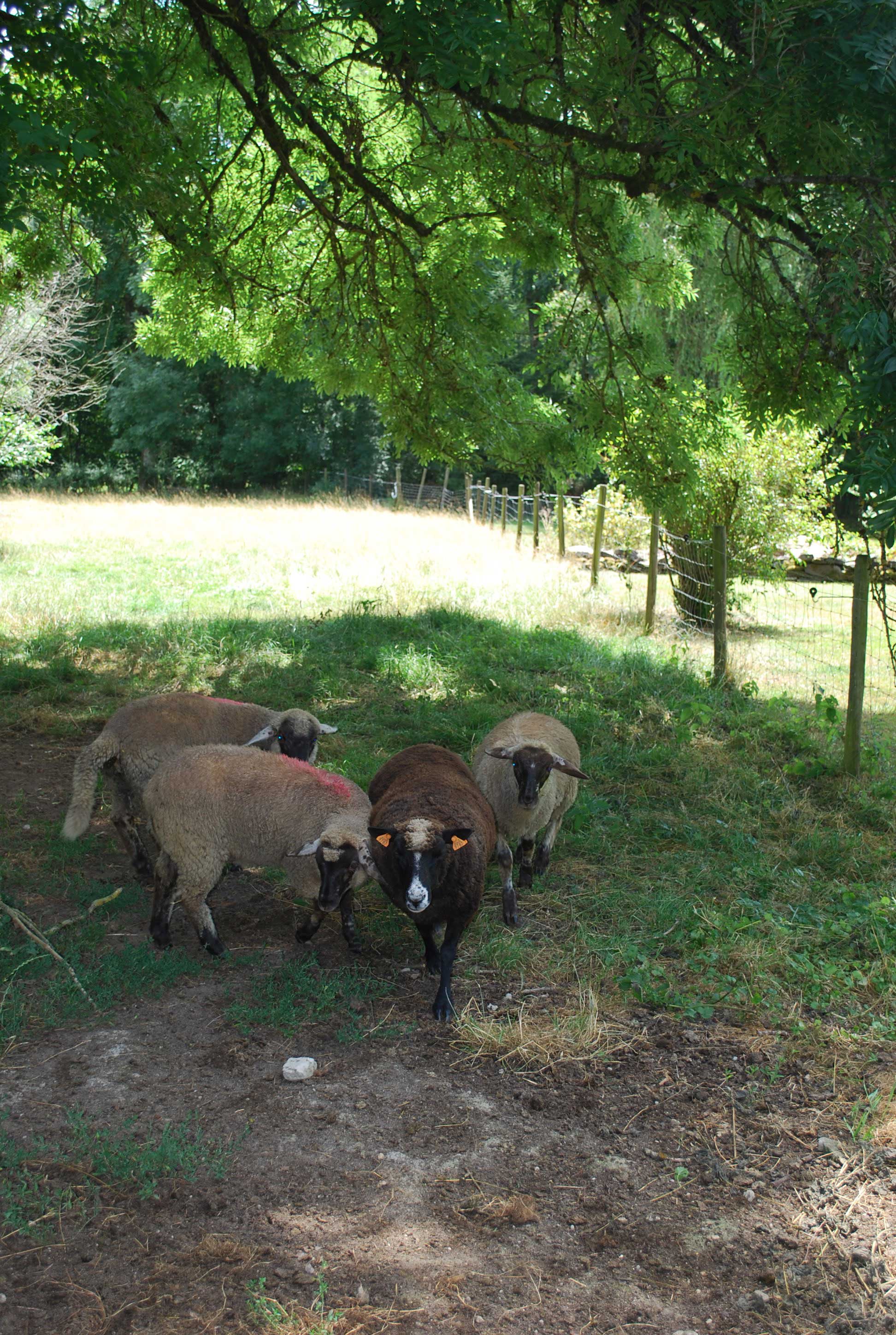 Bed and Bedot | Gîte chaleureux de 4 personnes à Fauvillers en bordure de Fôret d'Anlier - Luxembourg