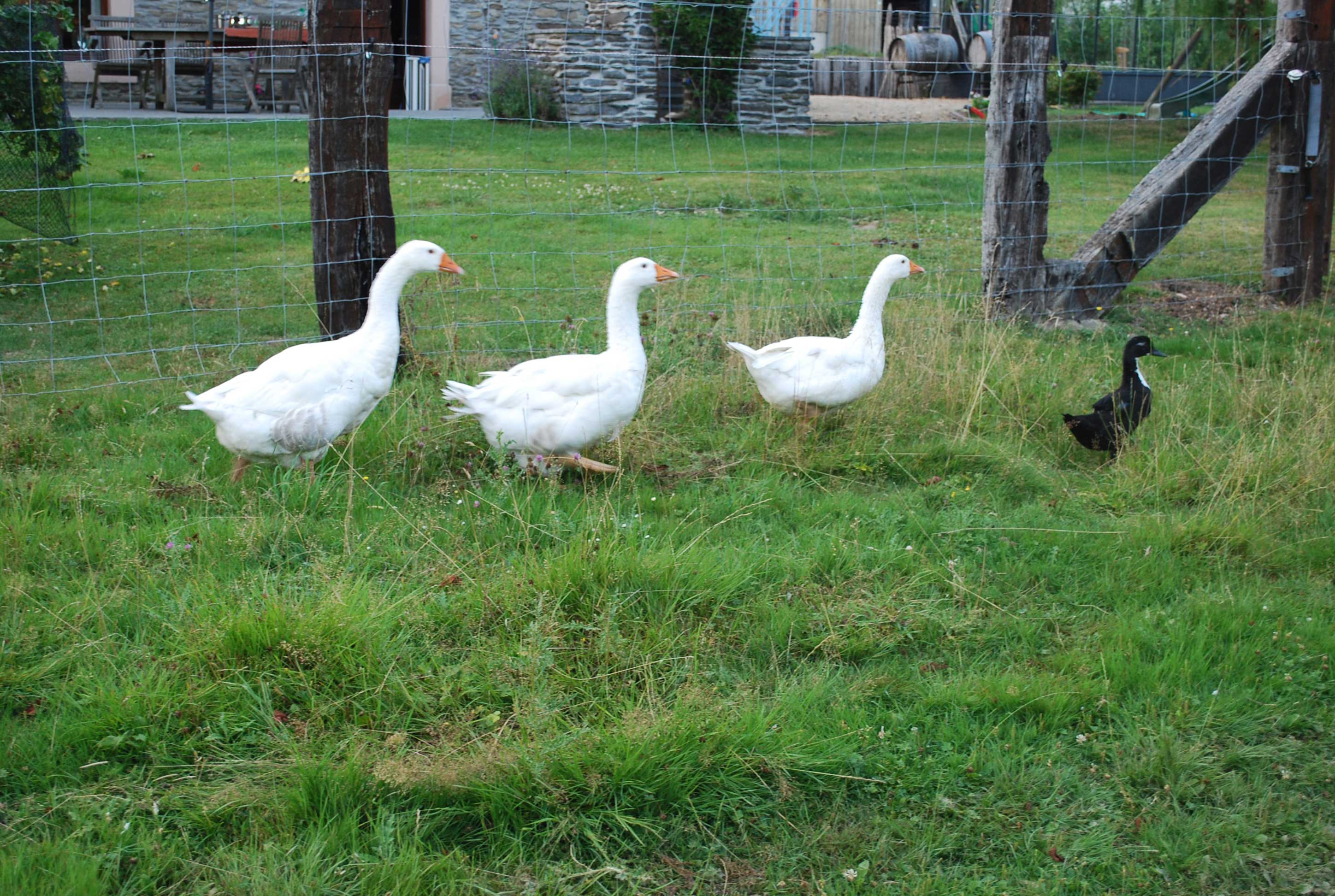 Bed and Bedot | Gîte chaleureux de 4 personnes à Fauvillers en bordure de Fôret d'Anlier - Luxembourg